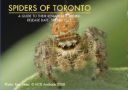 Spiders of Toronto