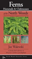 Ferns of the Northwoods