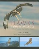Hawks from Every Angle: How to Identify Raptors In Flight