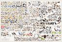 Birds of North America, The Complete Collection Poster